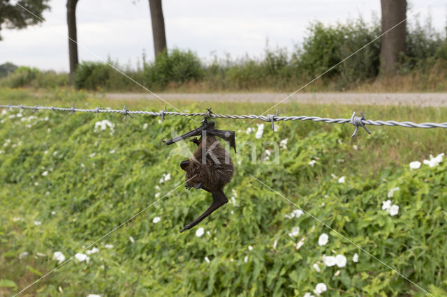 Laatvlieger (Eptesicus serotinus)