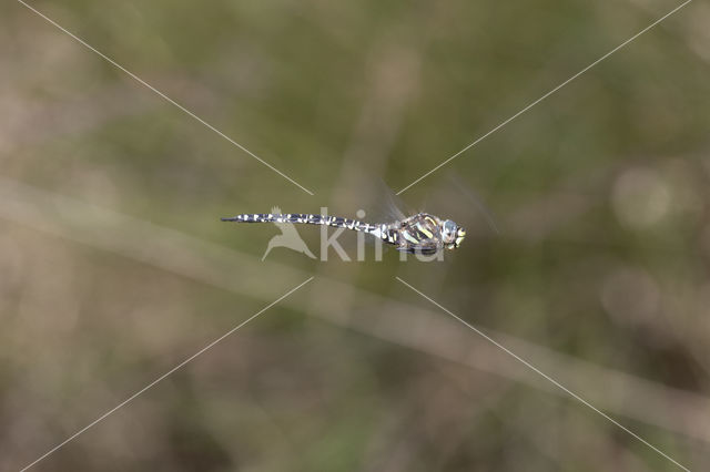 Noordse glazenmaker (Aeshna subarctica)