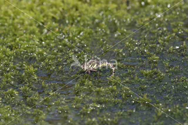 Noordse glazenmaker (Aeshna subarctica)