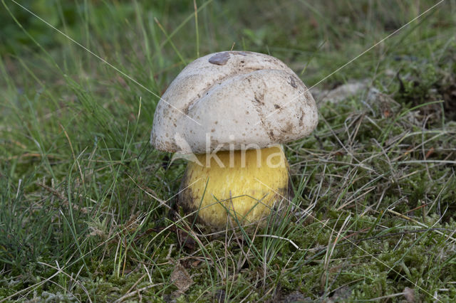 Boletus radicans