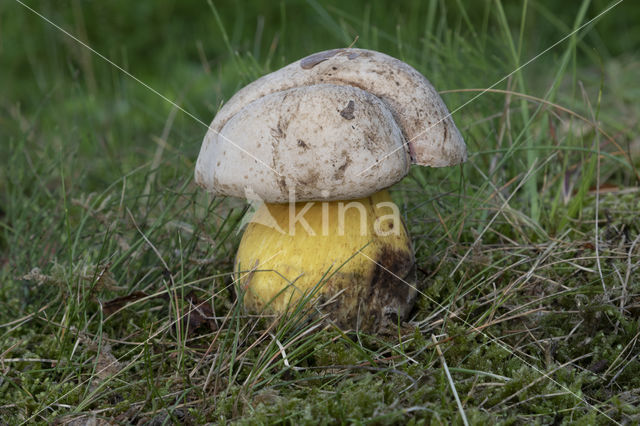 Wortelende boleet (Boletus radicans)