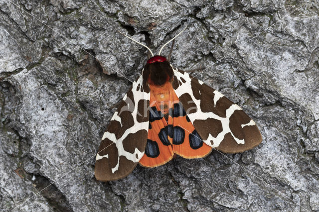 Garden Tiger (Arctia caja)