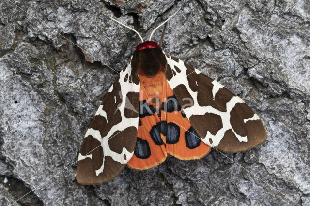 Garden Tiger (Arctia caja)