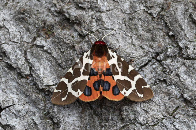 Garden Tiger (Arctia caja)