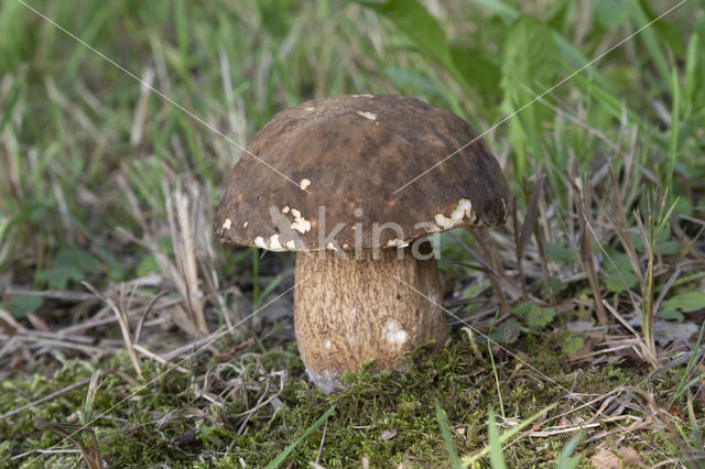 Bronskleurig eekhoorntjesbrood (Boletus aereus)