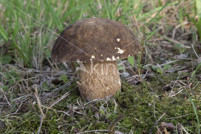 Boletus aereus