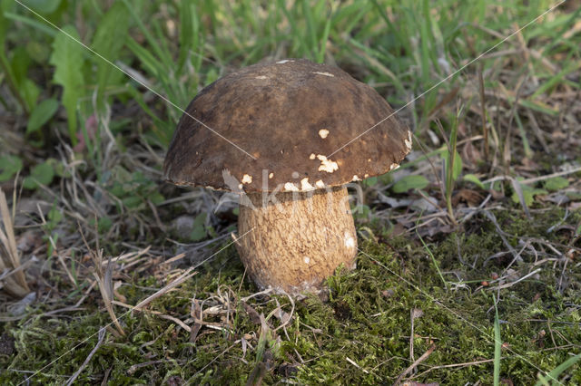 Boletus aereus