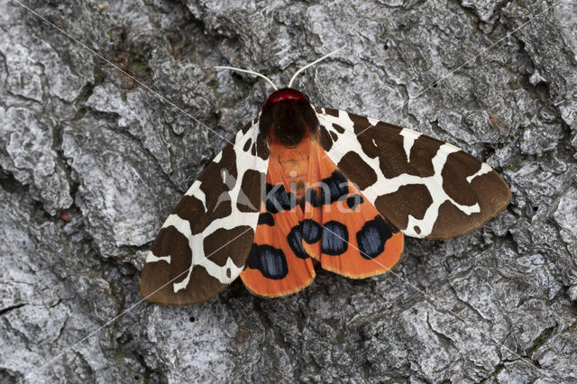 Garden Tiger (Arctia caja)