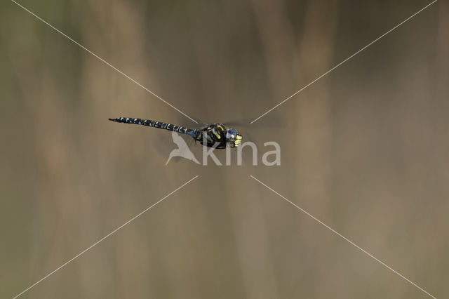 Noordse glazenmaker (Aeshna subarctica)