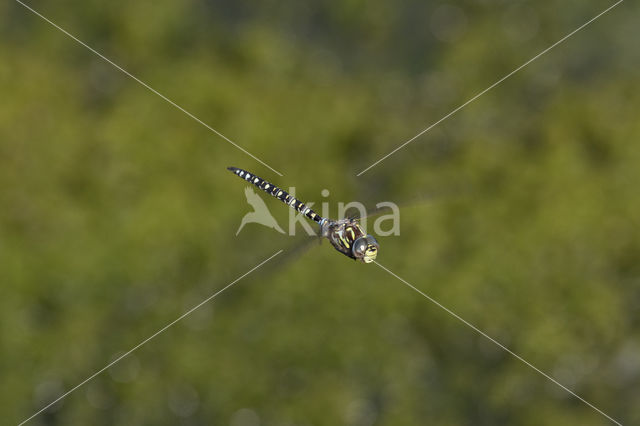 Subarctic Darner (Aeshna subarctica)