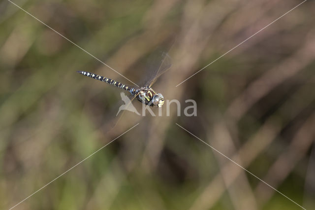 Noordse glazenmaker (Aeshna subarctica)