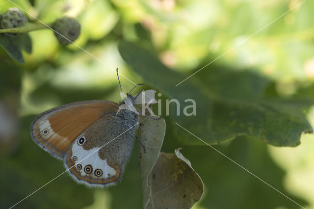 Tweekleurig hooibeestje (Coenonympha arcania)