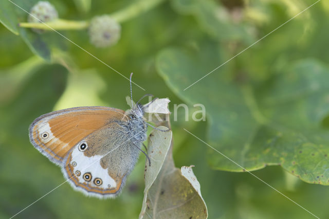 Tweekleurig hooibeestje (Coenonympha arcania)