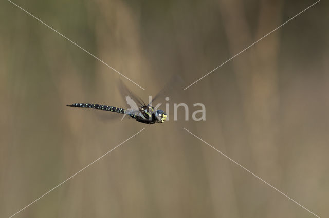 Noordse glazenmaker (Aeshna subarctica)