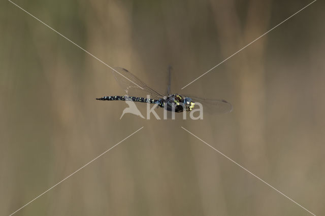 Noordse glazenmaker (Aeshna subarctica)