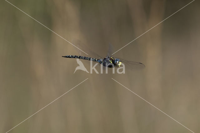 Noordse glazenmaker (Aeshna subarctica)