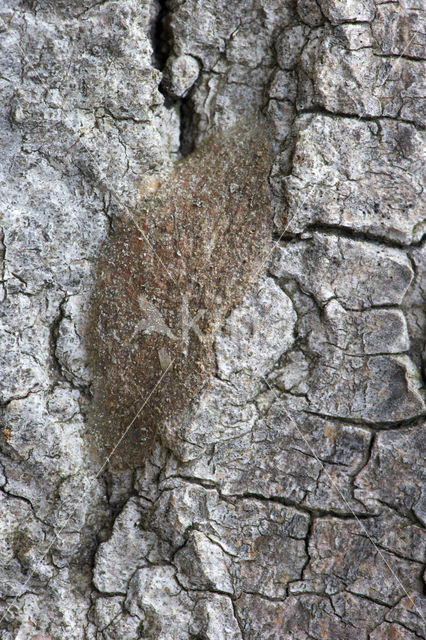 Sallow Kitten (Furcula furcula)