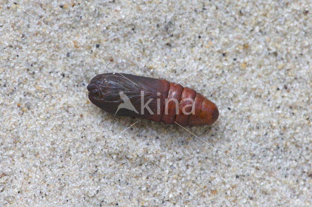 Sallow Kitten (Furcula furcula)