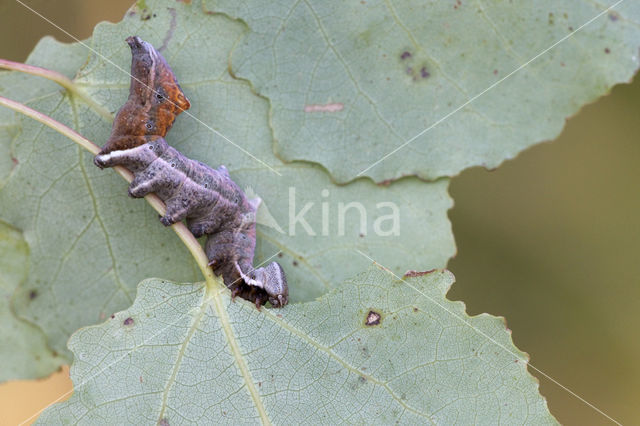 Pebble Prominent (Notodonta ziczac)