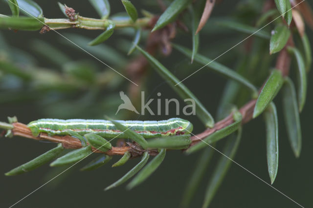 Jeneverbesspanner (Thera juniperata)