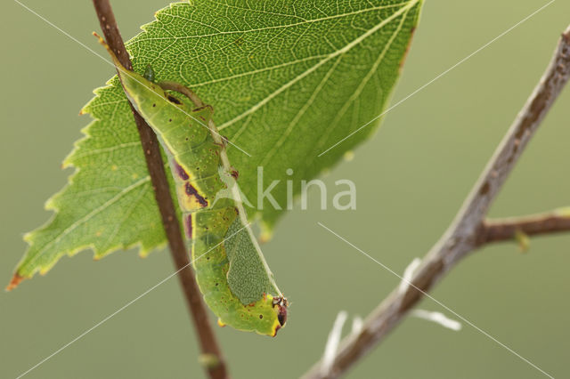 Kleine hermelijnvlinder (Furcula furcula)