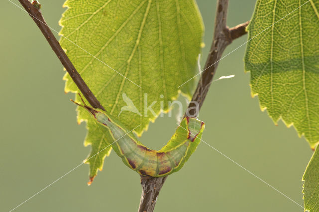 Kleine hermelijnvlinder (Furcula furcula)