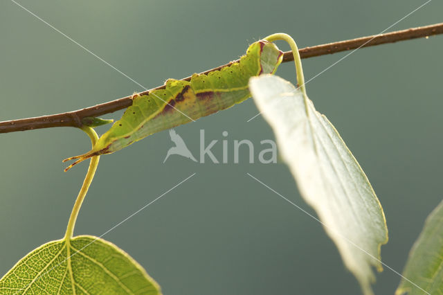 Sallow Kitten (Furcula furcula)