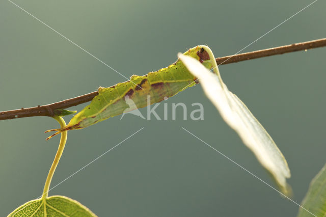 Kleine hermelijnvlinder (Furcula furcula)