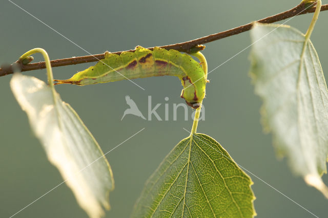 Sallow Kitten (Furcula furcula)