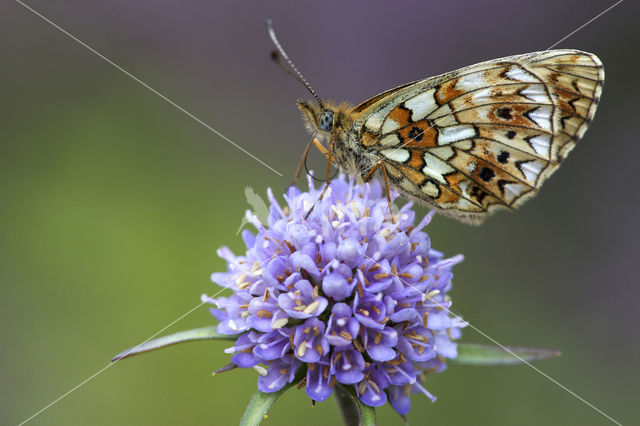 Small Pearl-Bordered Fritillary (Boloria selene)