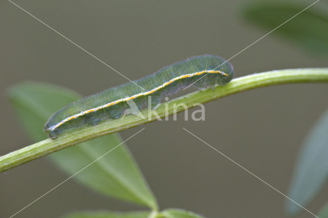 Gele luzernevlinder (Colias hyale)