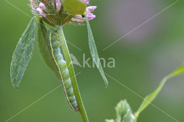 Pale Clouded Yellow (Colias hyale)