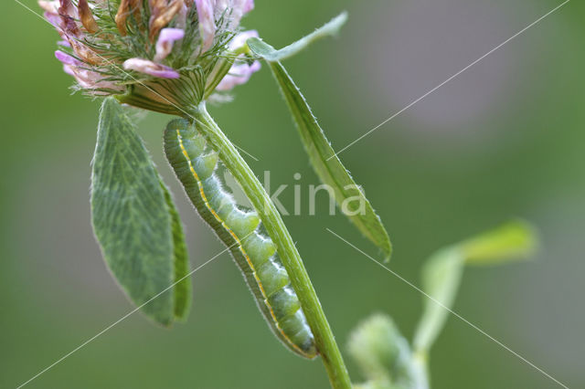 Pale Clouded Yellow (Colias hyale)