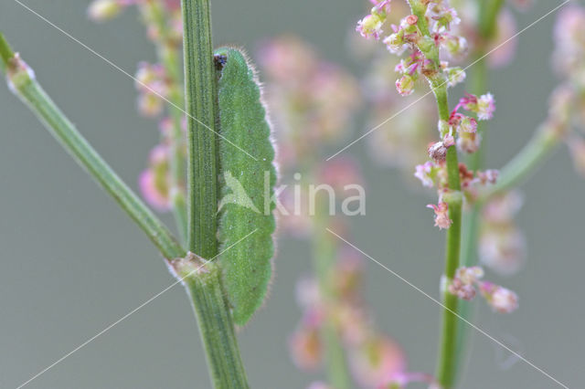 Common Blue (Polyommatus icarus)