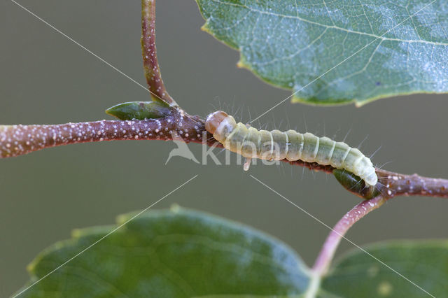 Voorjaarskortvleugelmot (Diurnea fagella)