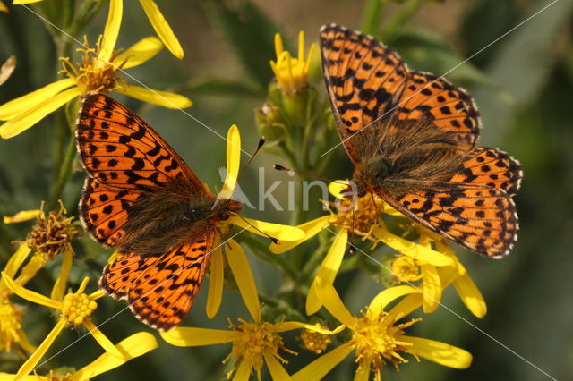 Cranberry Fritillary (Boloria aquilonaris)