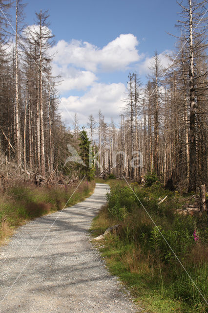 Harz National park