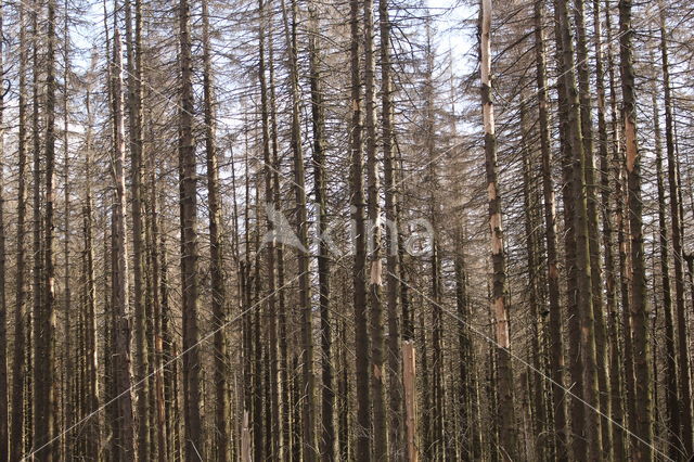 Fijnspar (Picea abies)