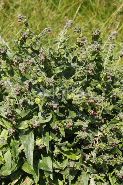 Hound's tongue (Cynoglossum officinale)