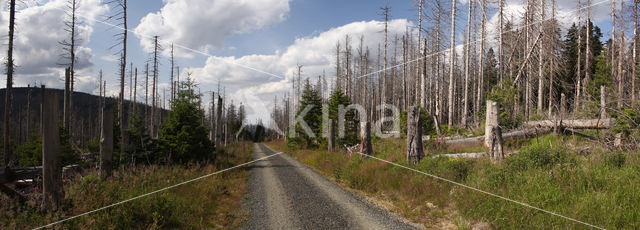 Nationalpark Harz