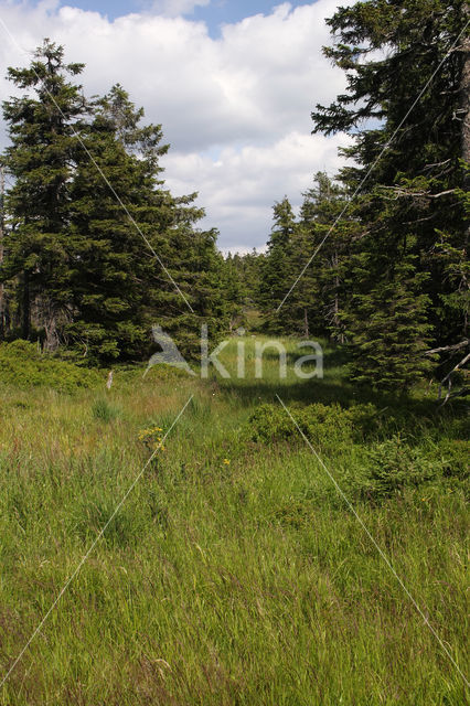 Harz National park