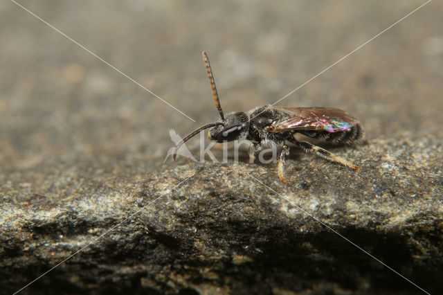 Lasioglossum griseolum