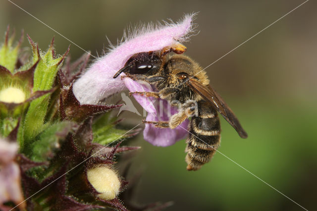 Rophites quinquespinosus