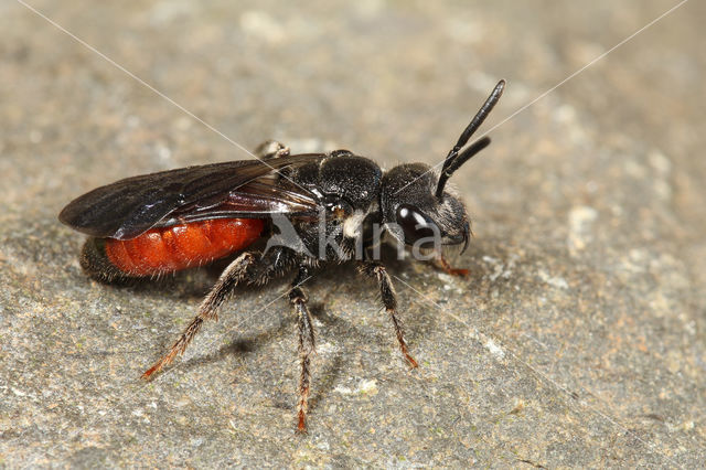 Pantserbloedbij (Sphecodes gibbus)