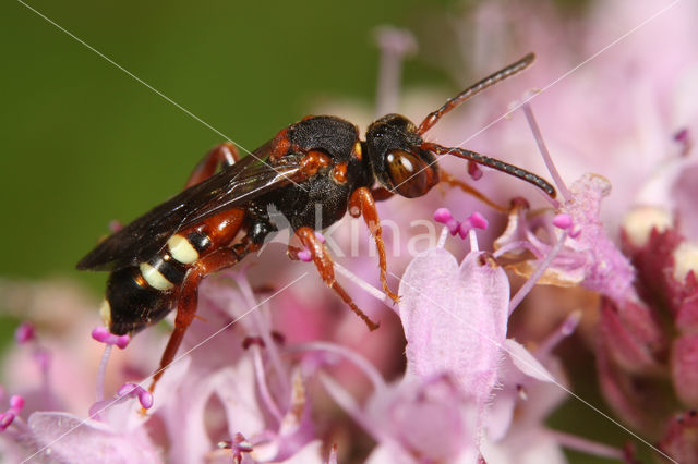 Nomada roberjeotiana