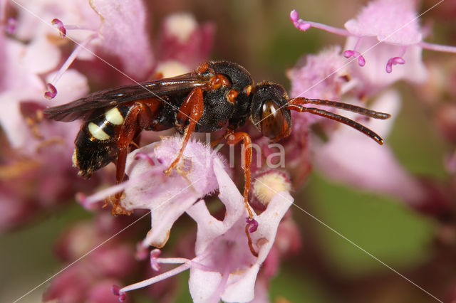 Kleine bonte wespbij (Nomada roberjeotiana)