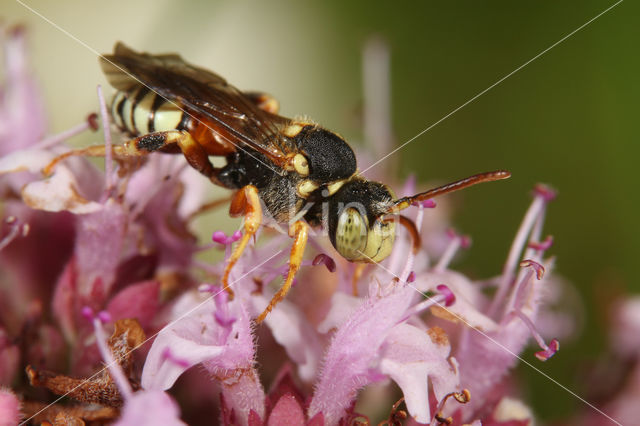 Kleine bonte wespbij (Nomada roberjeotiana)