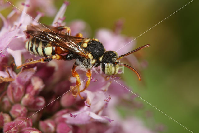 Kleine bonte wespbij (Nomada roberjeotiana)