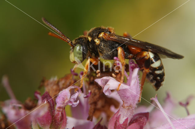 Kleine bonte wespbij (Nomada roberjeotiana)