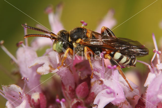 Nomada roberjeotiana